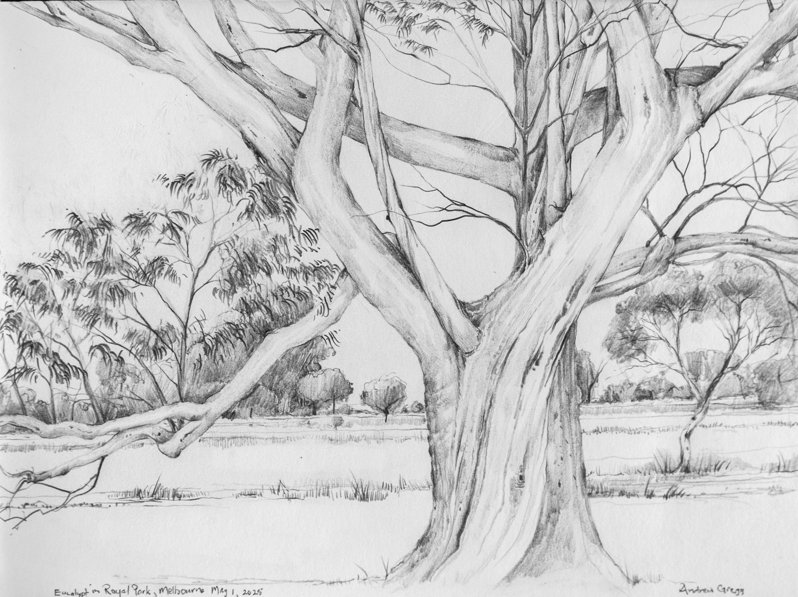 large eucalyptus tree in royal park